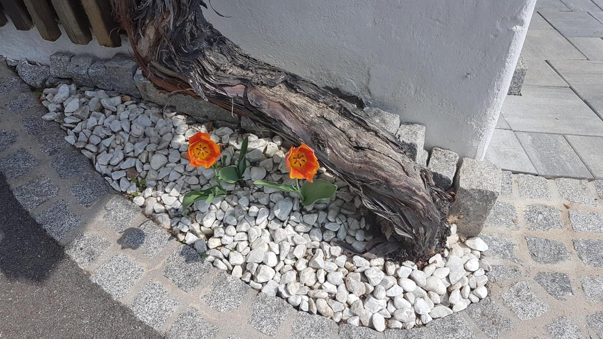 Appartement Klimbacher